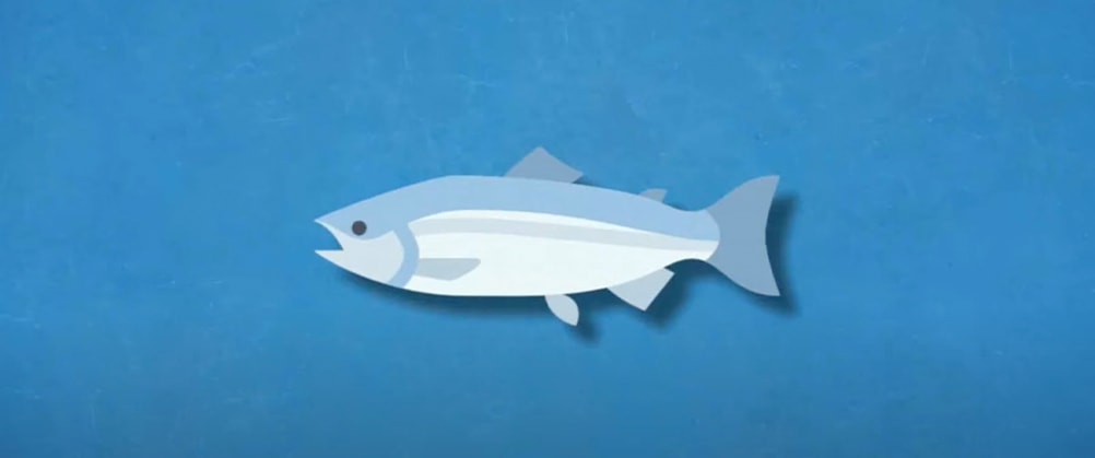 Smart and Sustainable Fishing cover portrait