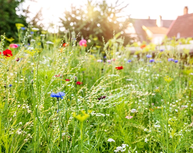 close up of field with wildflowers