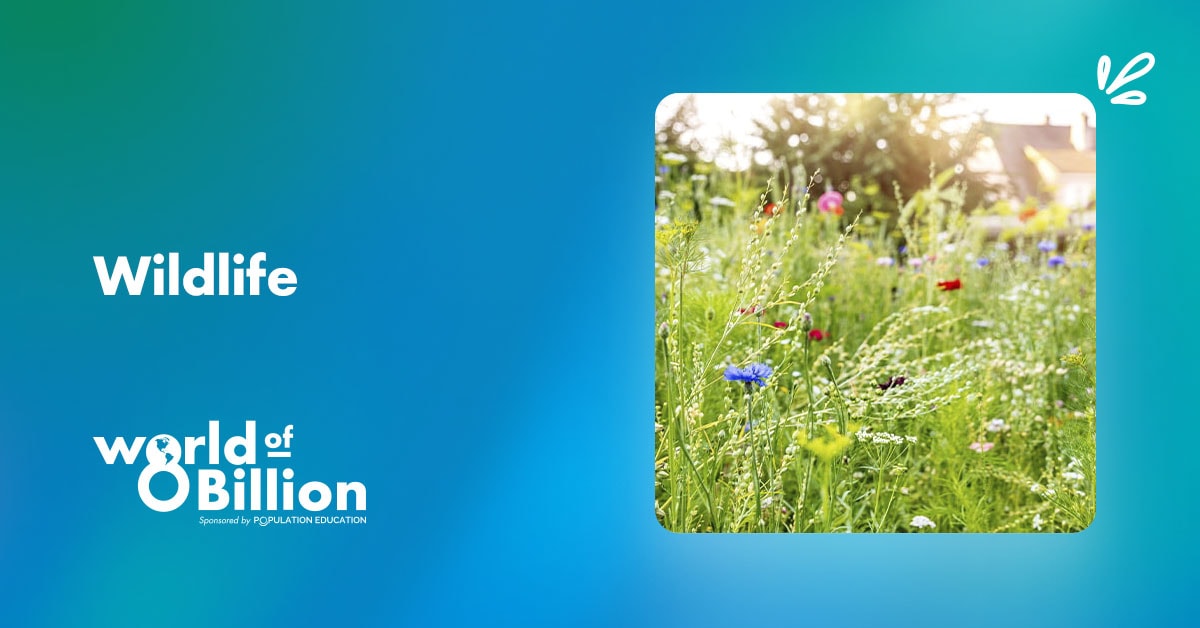 Learn About the Issues Wildlife World of 8 Billion