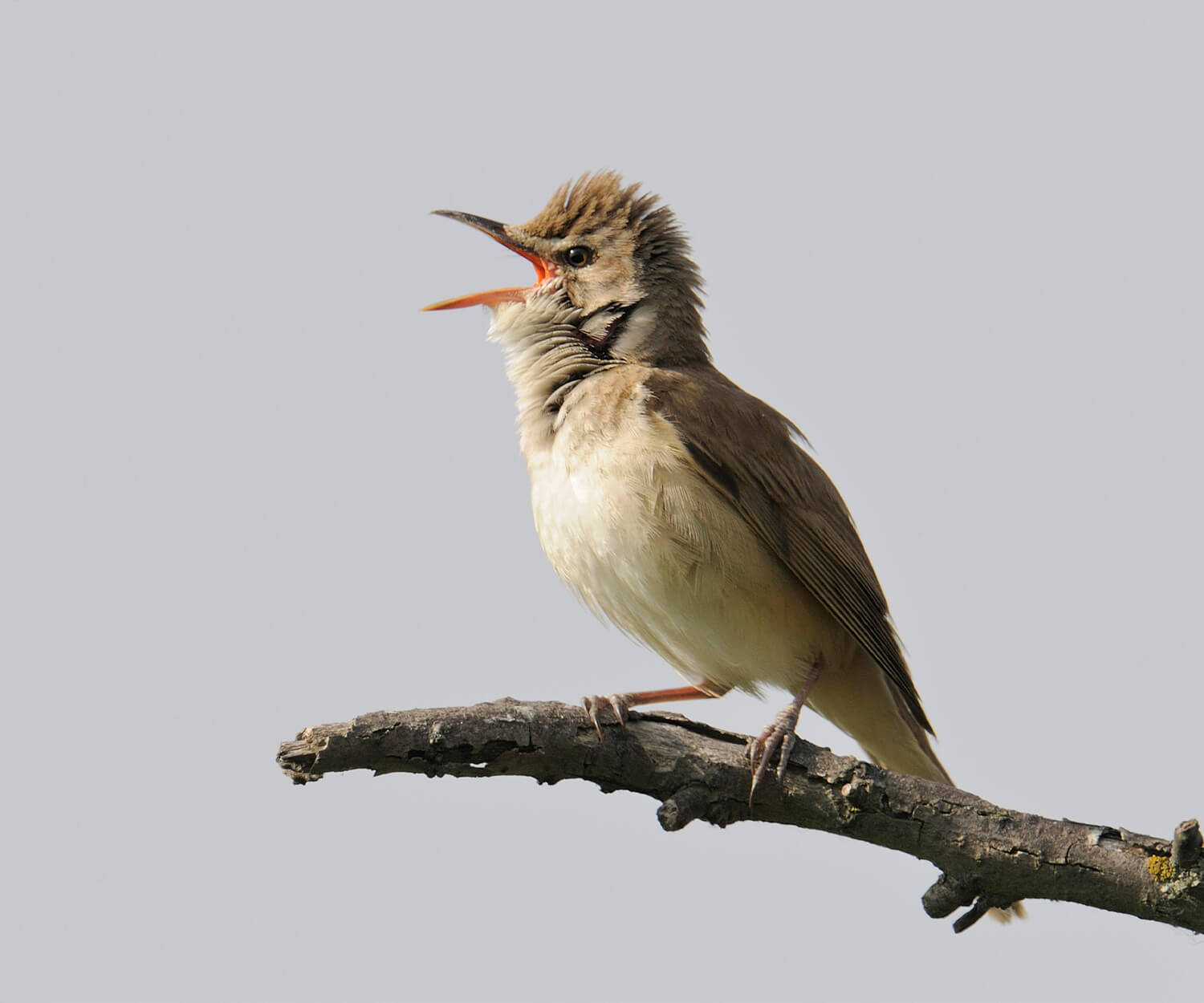 reed-warbler bird pirched on a twig