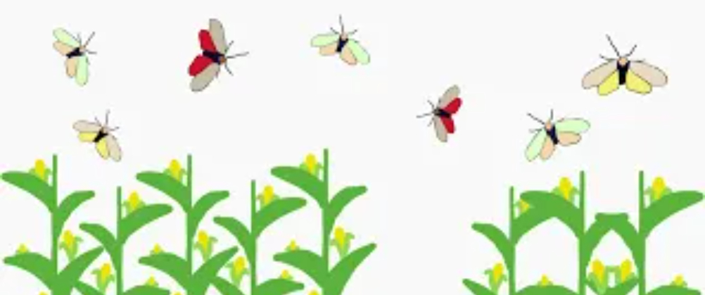 Pheromone Biocontrol The Sweet Smell of Success